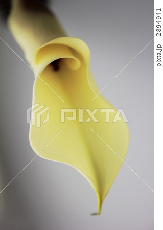 ブラックアイビューティー ブラックアイビューティー 2894941