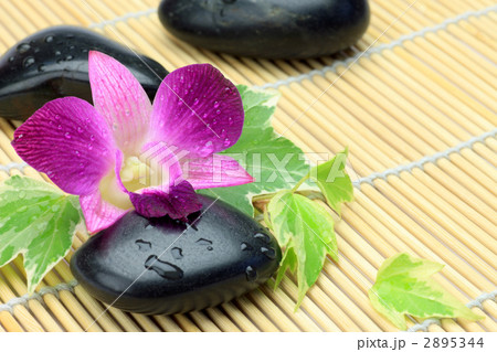 花と石 花と石 2895344
