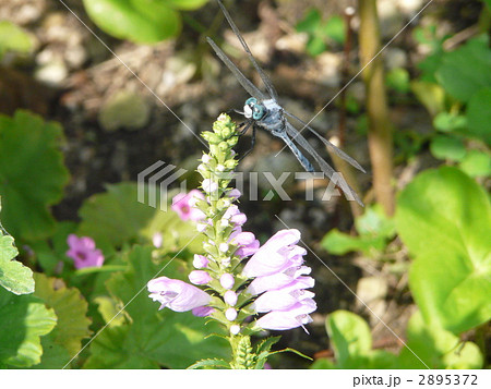 お花にとまるシオカラトンボ 2895372