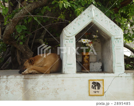 祠で眠る野良犬（カロー／ミャンマー） 2895485