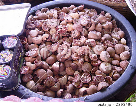 乾燥させたビンロウジ(カロー/ミャンマー) 乾燥させたビンロウジ(カロー/ミャンマー) 2895496