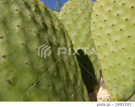 ウチワサボテン ウチワサボテン 2895581