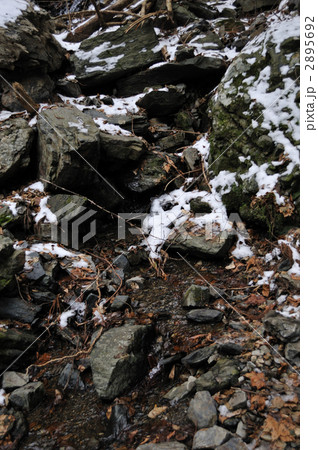 雪解けの落ち葉 2895692