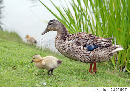 かもの親子 かもの親子 2895697