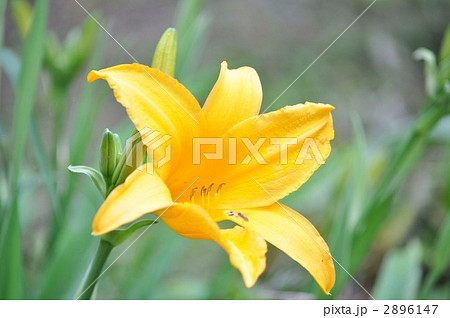 ヘメロカリス 2896147