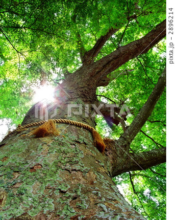 茨城百景・烈公御涼所に生える保存樹のケヤキ 2896214