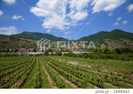 ヴァッハウ渓谷のワイン畑 2896682