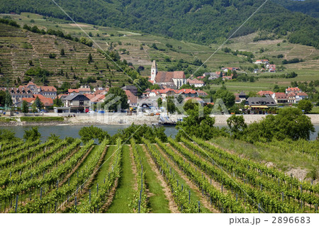 ヴァッハウ渓谷のワイン畑 2896683