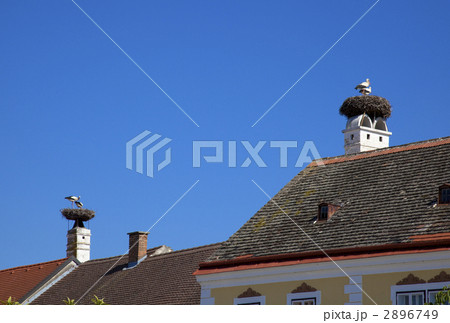 ルスト村のこうのとり 2896749