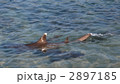 世界遺産小笠原母島湾内に来たサメ　ねむりぶか 2897185