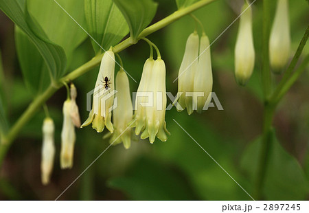 花 花 2897245