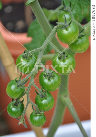 家庭菜園　ミニトマト 2897633