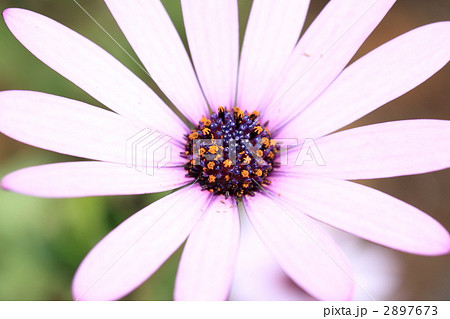 オステオスペルマム オステオスペルマム 2897673