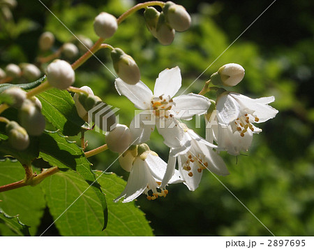 ウツギ（ウノハナ） 2897695