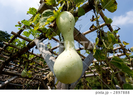 ひょうたんの実 ひょうたんの実 2897888