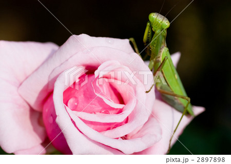 バラの花とハラビロカマキリ 2897898
