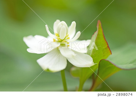 八重のドクダミ 八重のドクダミ 2898074