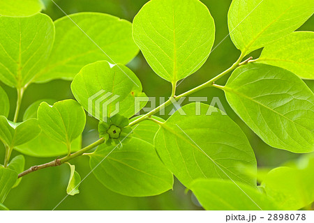 花から実へ（柿） 2898078