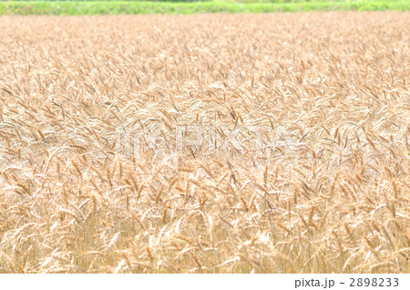 麦畑。 2898233