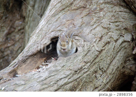 しまりす しまりす 2898356