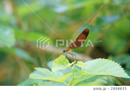 カワトンボ カワトンボ 2898635