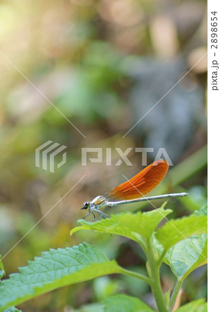 カワトンボ 2898654