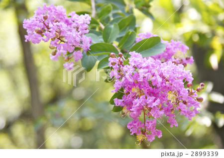 サルスベリの花 サルスベリの花 2899339