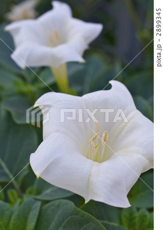 白いチョウセンアサガオ 白いチョウセンアサガオ 2899345