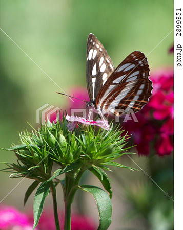撫子とミスジチョウ 2899351