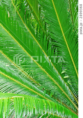 ソテツの葉の写真素材