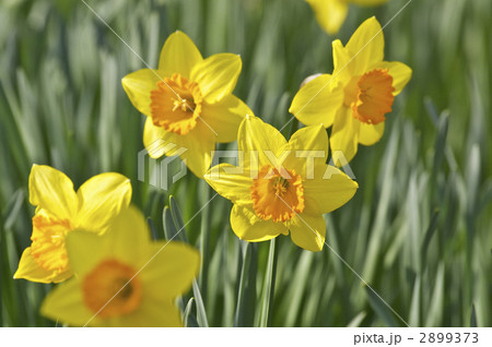 黄色い水仙 2899373