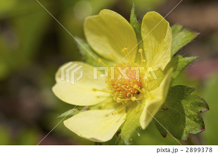 ヘビイチゴの花の写真素材