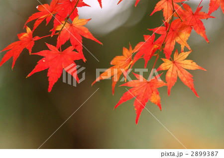 モミジの葉 2899387