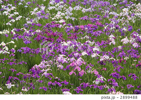 しょうぶまつり 2899488