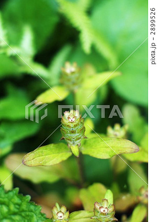 花をつける前のウツボグサの未熟な花穂・縦位置 2899526