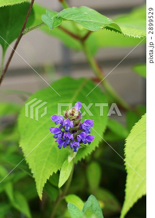 ウツボグサの花・縦位置 ウツボグサの花・縦位置 2899529