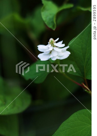 八重咲きのドクダミの花・縦位置 2899595
