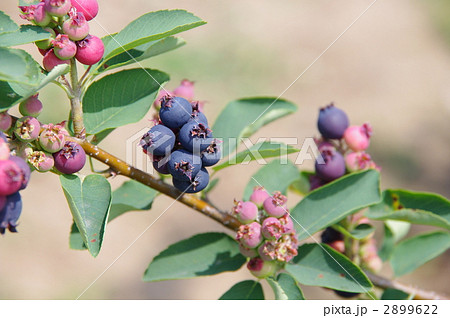 ブルーベリーの実　ブルーベリー 2899622