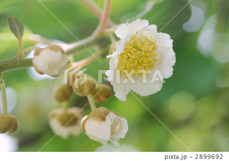 キウイフルーツの雌花 2899692