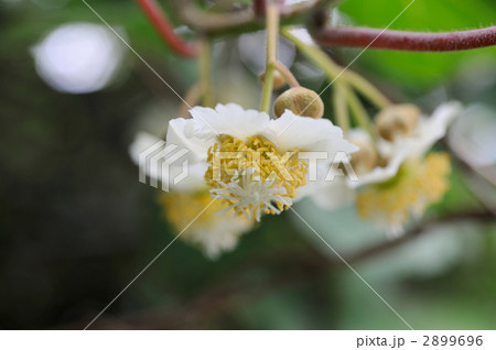 キウイフルーツの雌花 キウイフルーツの雌花 2899696