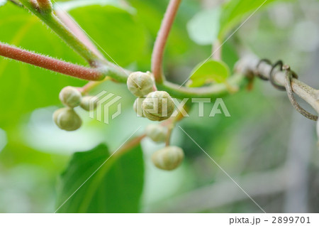 キウイフルーツ 2899701