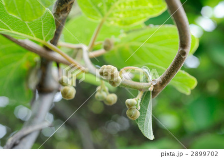 キウイフルーツ 2899702