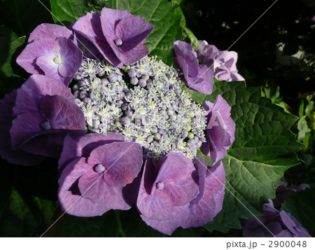 クラウン・オブ・ヨーロッパ クラウン・オブ・ヨーロッパ 2900048