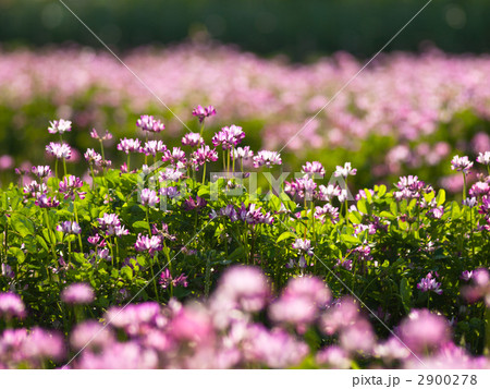 レンゲ畑 レンゲ畑 2900278