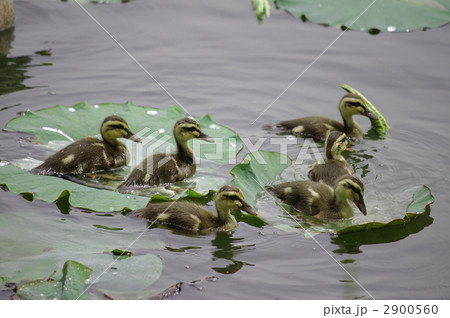 カルガモ兄弟 2900560