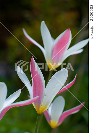 ミニチューリップ 2900602