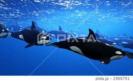 海中 シャチ 大群のイラスト素材 [2900701] - PIXTA