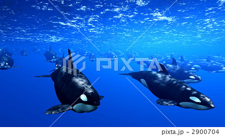 海中 シャチ 海の動物のイラスト素材