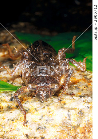 ムカシヤンマのヤゴ 2900712