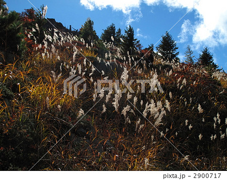 草津白根山 2900717